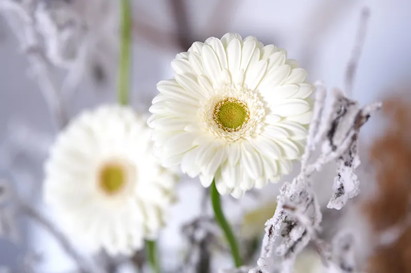 گل ژربرا سفید برای مراسم ترحیم
