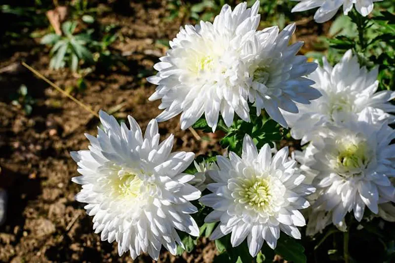 گل داوودی سفید برای مراسم ترحیم